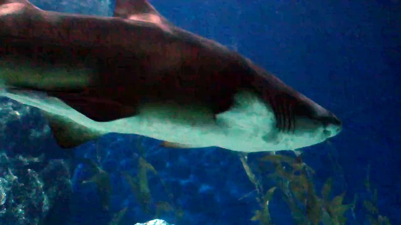 Shark in Aquarium