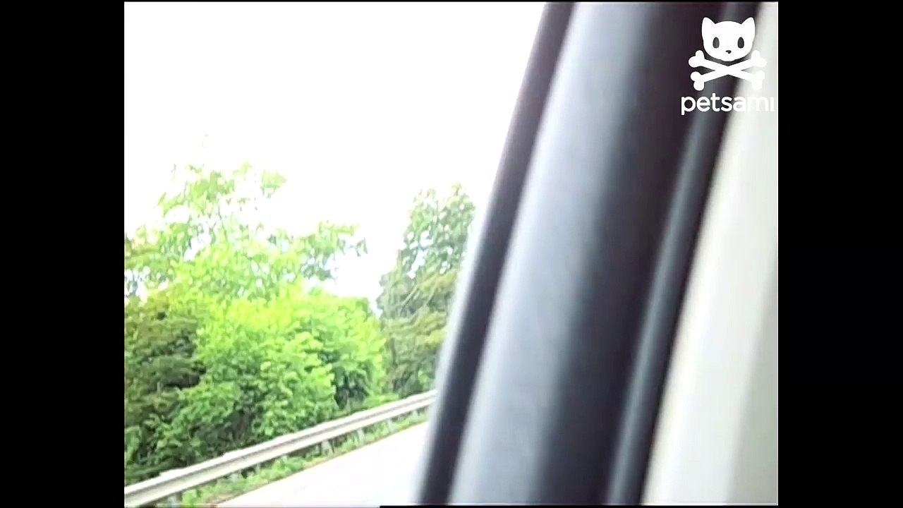 Super rad dog cruises the highway