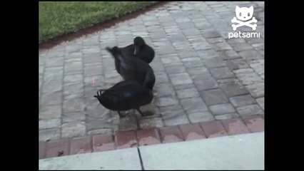 Three ducks eagerly follow a laser