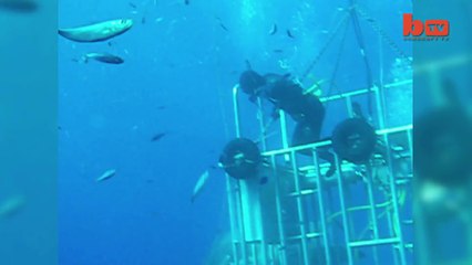 Les images du plus grand requin blanc du monde : 7m de long
