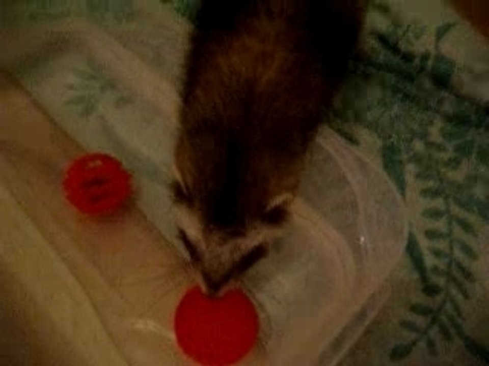 Mumiah la loutre 5