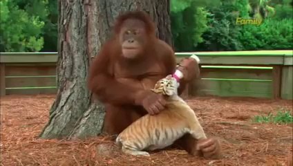 Gorilla loves tiger cubs and taking care of cubs