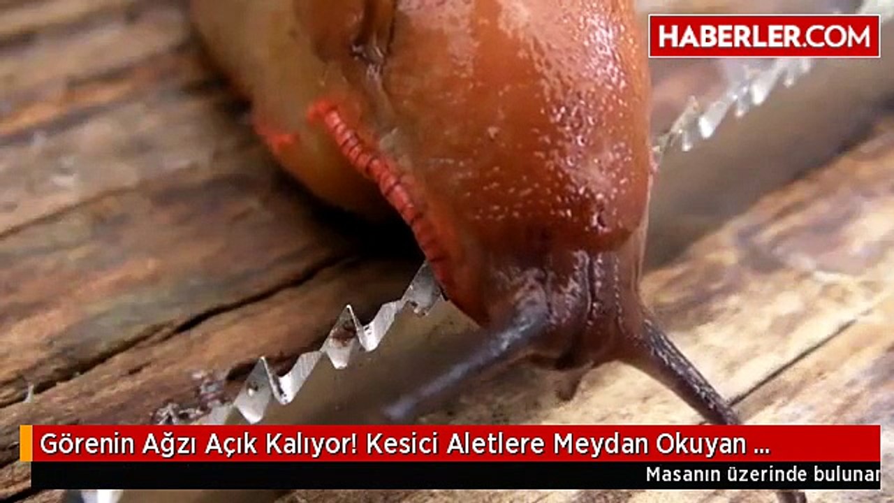 Görenin Ağzı Açık Kalıyor! Kesici Aletlere Meydan Okuyan Salyangoz