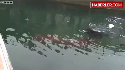 Görenler İnanamadı! Dev Kalamar İlk Kez Görüntülendi