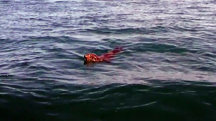 Gri Balinanın Üzerinde Adeta Bir Jokey Gibi Duran Çılgın Fok