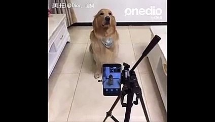 Gülümse Çekiyorum_ Kameraya Gülümseyerek Poz Veren Dünya Tatlısı Köpek