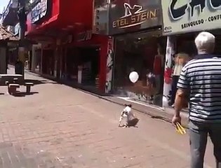 Hepimizden Daha İyi_ Balonu Yere Düşürmeme Oyunu Oynayan Köpek