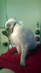 İçine Yıldız Tilbe Kaçmış Kediden Gününüzü Şenlendirecek Dans Performansı