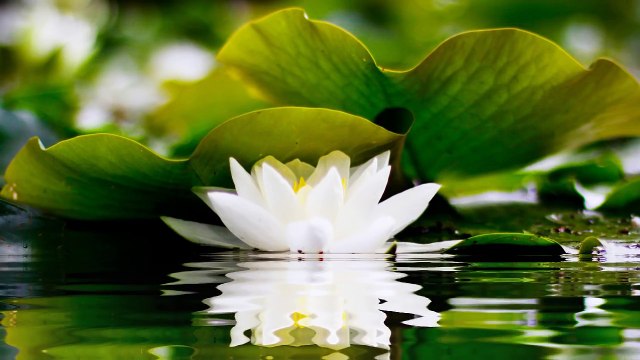 2 HOURS of BEST Buddha Meditation Song ♥ Buddhism Music, Buddhist Songs, Mantra, Zen, Yoga Music Full of two hour Part 02 of two