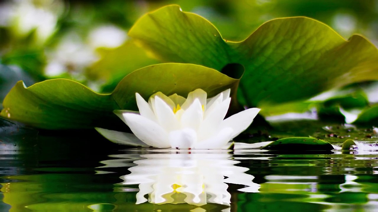 2 HOURS of BEST Buddha Meditation Song ♥ Buddhism Music, Buddhist Songs, Mantra, Zen, Yoga Music  Full of two hour Part 02 of two