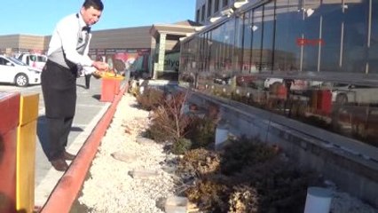 Sandıklı Bayat ve Artık Ekmekler Sokak Hayvanlarına Yemek Oluyor