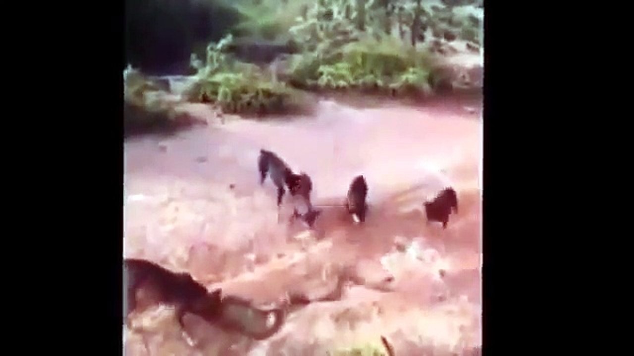 Huge King Cobra Snake Attack in Kerala | Snake Attacking Dogs in Kerala