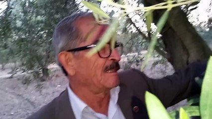 Zeytin Aşılama, Zeytin Aşısı