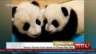 Panda twins in Toronto to be named on Chinese New Year’s Day (FULL HD)