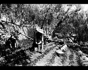 Témoignage partie 5 –  Henriette et Marcel Fiancette, la production des plantes à parfum à La Colle-sur-Loup  – Corpus ‘