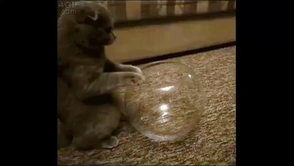 Poisson-chat ou chat poisson?!