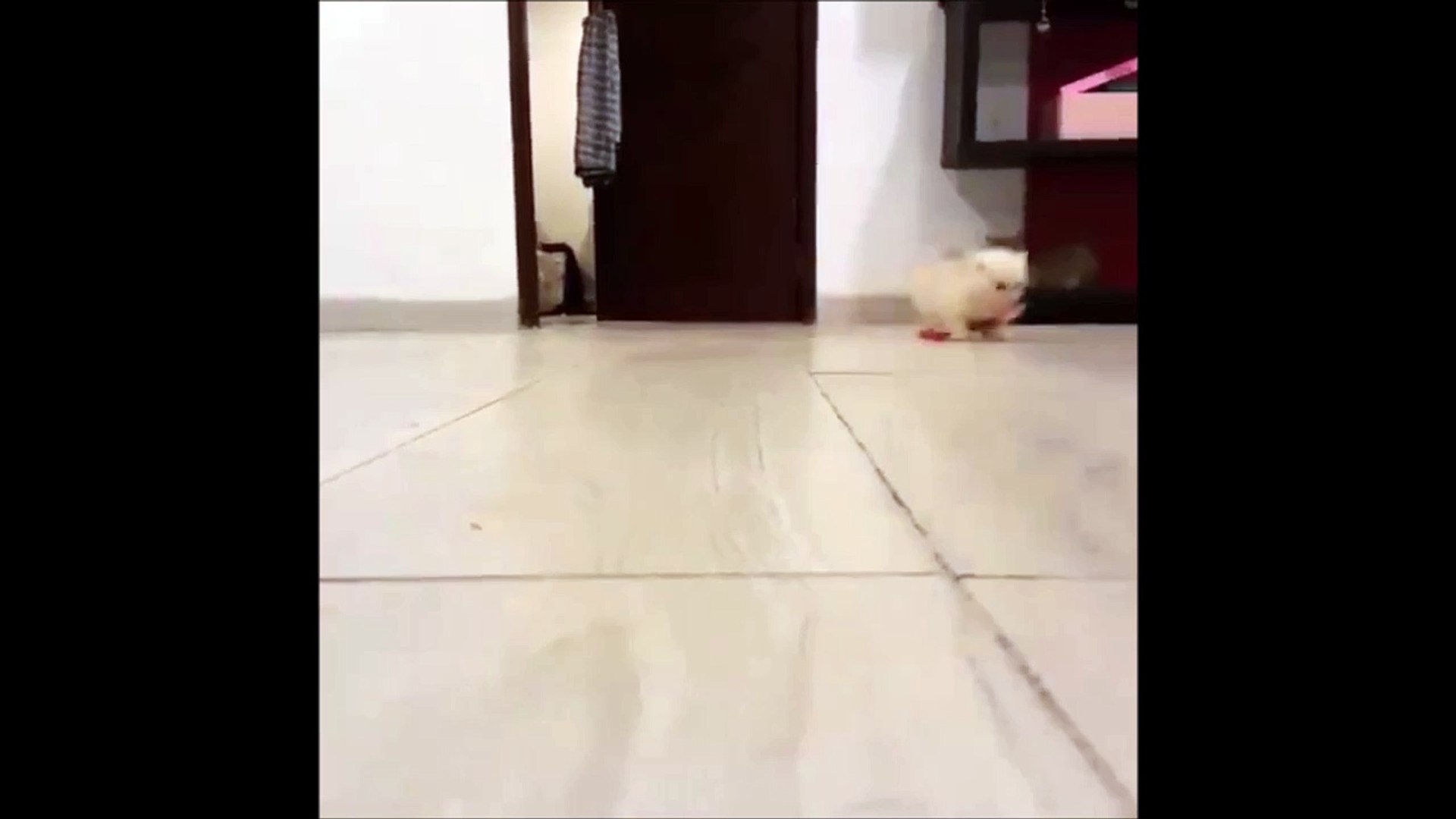 Le Chaton Le Plus Mignon Du Monde Craquant Video Dailymotion
