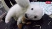 Le bébé ours polaire Nora, baptisé par les internaute. Animal trop mignon