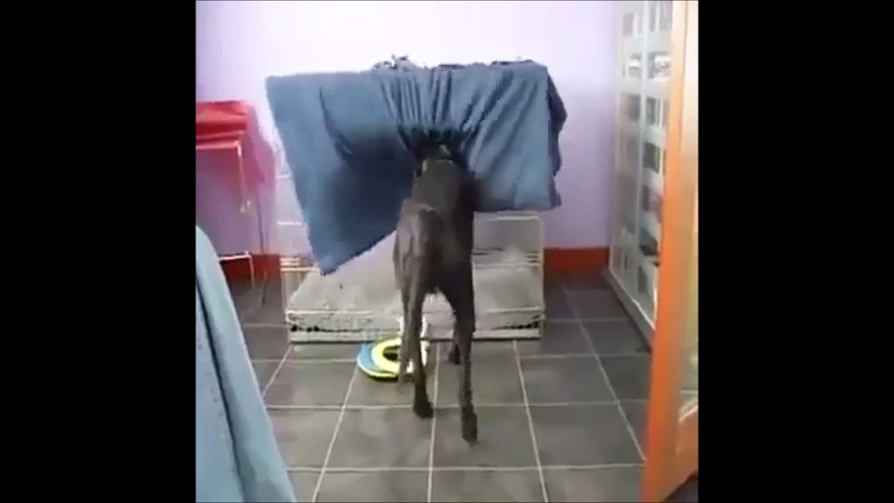 Hilarious dog going to bed