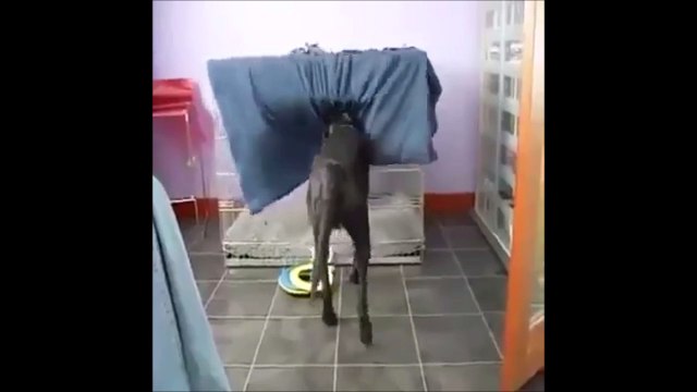 Quand ce chien va se coucher rien ne peut l'arreter