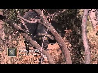 Hollywood Hunter - 501 The NEW Hollywood Hunter