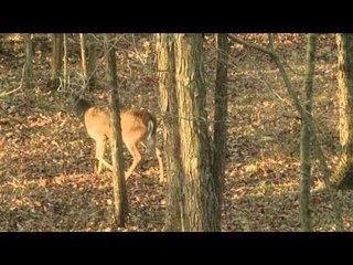 Red Arrow - Illinois Whitetail