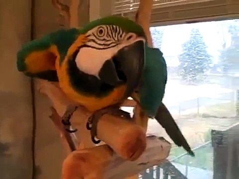 Попугай ара очень заразно смеется!