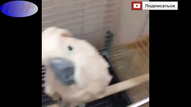 Попугай боится щекотки )))