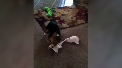 Un chien voleur de soutien-gorge... Petit coquin