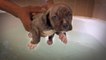 Doggy Paddle: Hulk’s Adorable Pit Bull Puppies Learn To Swim