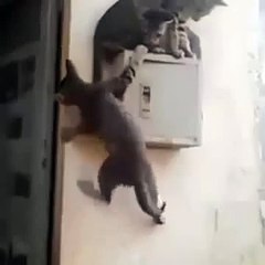 Most Funniest WhatsApp Videos