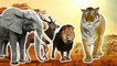 African Wild Animals Finger Family / Nursery Rhymes