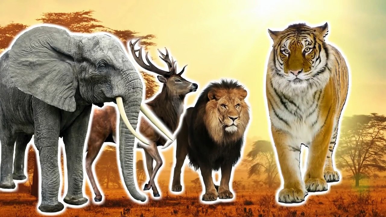 African Wild Animals Finger Family / Nursery Rhymes - video Dailymotion