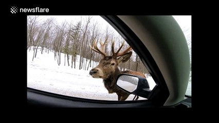 Little girl gets quite excited when large elk sticks its head in the car