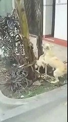 Most Funniest WhatsApp Videos