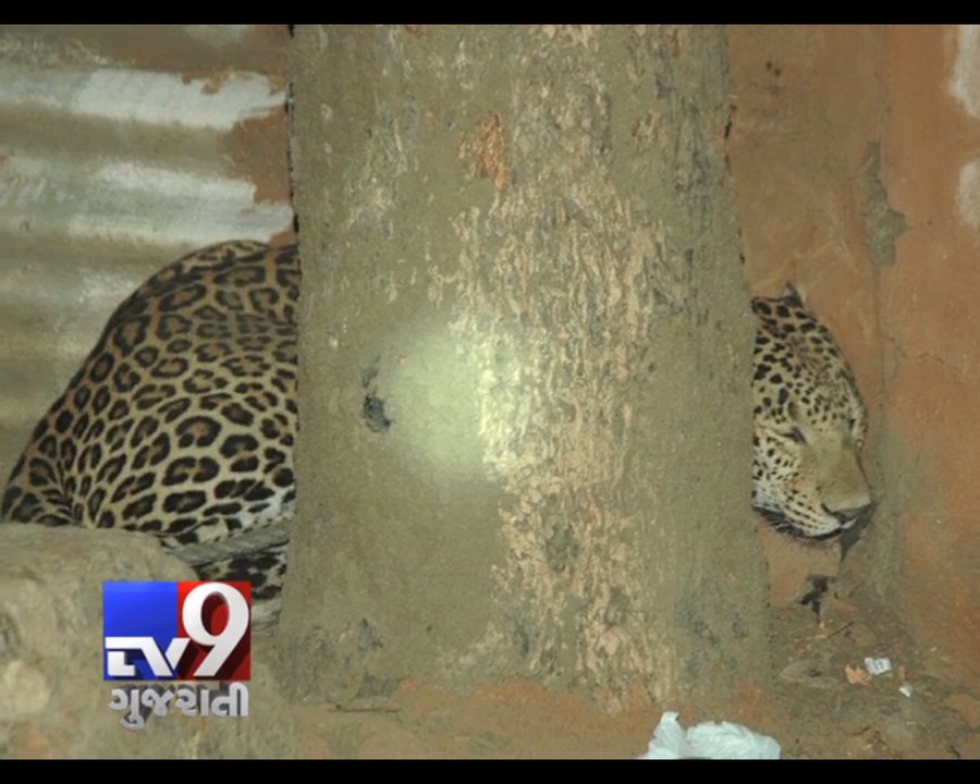 Surat: Leopard enters house in village after getting hit by a car - Tv9 Gujarati
