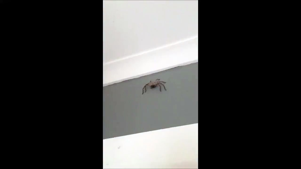 When you film Australian spiders, this happens .....