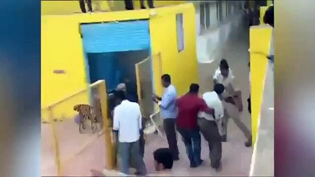 Un léopard attaque un homme dans une école en Inde