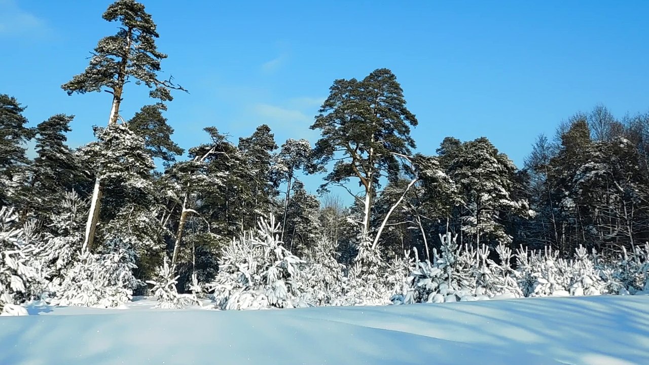 Зимний лес