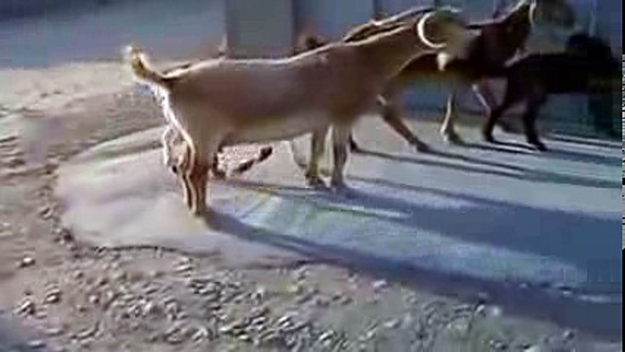 اذكى عنز بالعالم