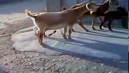 اذكى عنز بالعالم