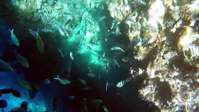 Diving. Египет. Подводное царство Красного моря. GO Pro.