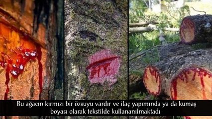 Dünyanın En Tuhaf 10 Ağaç Türü