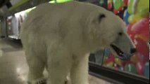 Giant polar bear spotted in Londonدب قطبي ضخم في لندن يهاجم