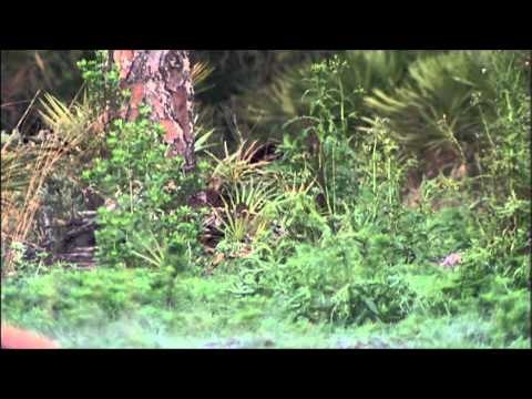 Realtree Outdoors - Florida Turkey