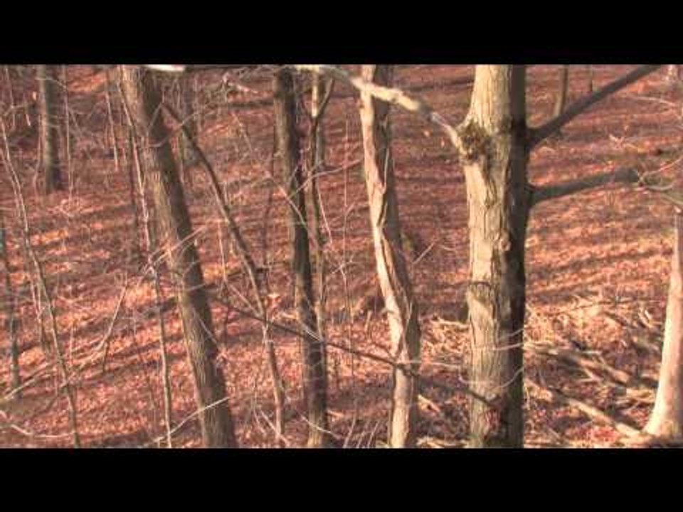 Blitz TV - Ohio Bruiser Whitetails