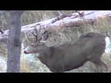 Born to Hunt Boys - BC Adventure with Stephane Monette   Part 1