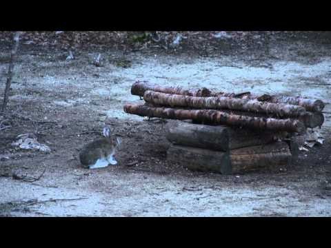 Quebec Outfitters Camp - Poulin de Courval Outfitters