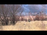 Dead Dog Walkin - Turkey All Around Nevada