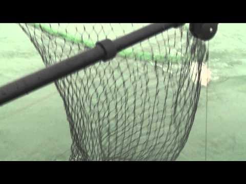 Fishful Thinking - Fishful Thinking